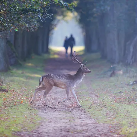 Near The In The Center.**** Nyaraló *