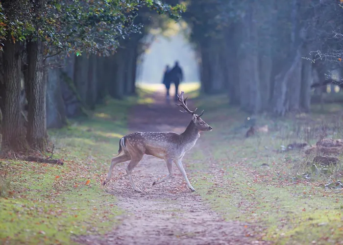 Near The In The Center.**** Nyaraló *